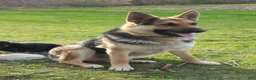 German Shepherd dogs for sale: Bear - Ad 23