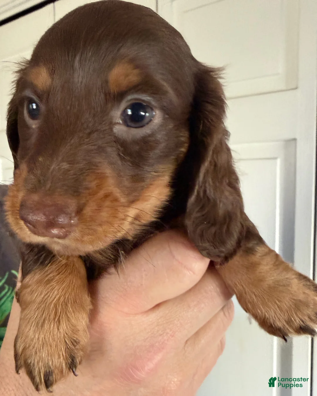 Dachshund dogs for sale: Coco - Ad 2