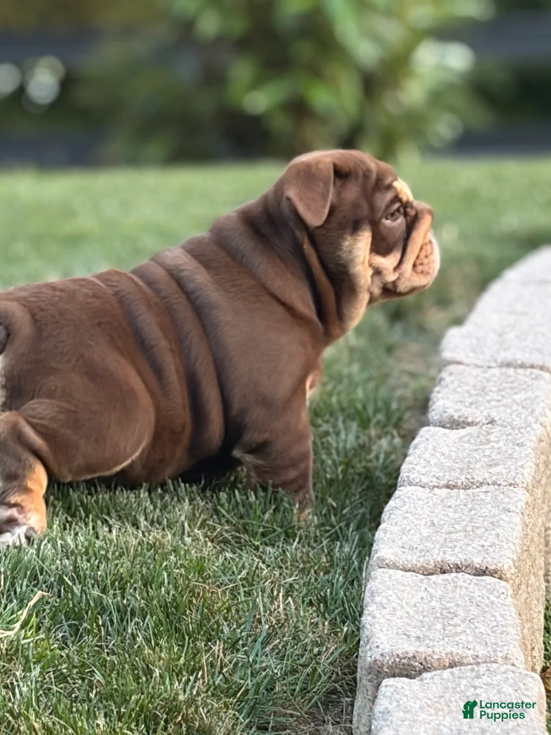 English Bulldog dogs for sale: Junie  - Ad 2