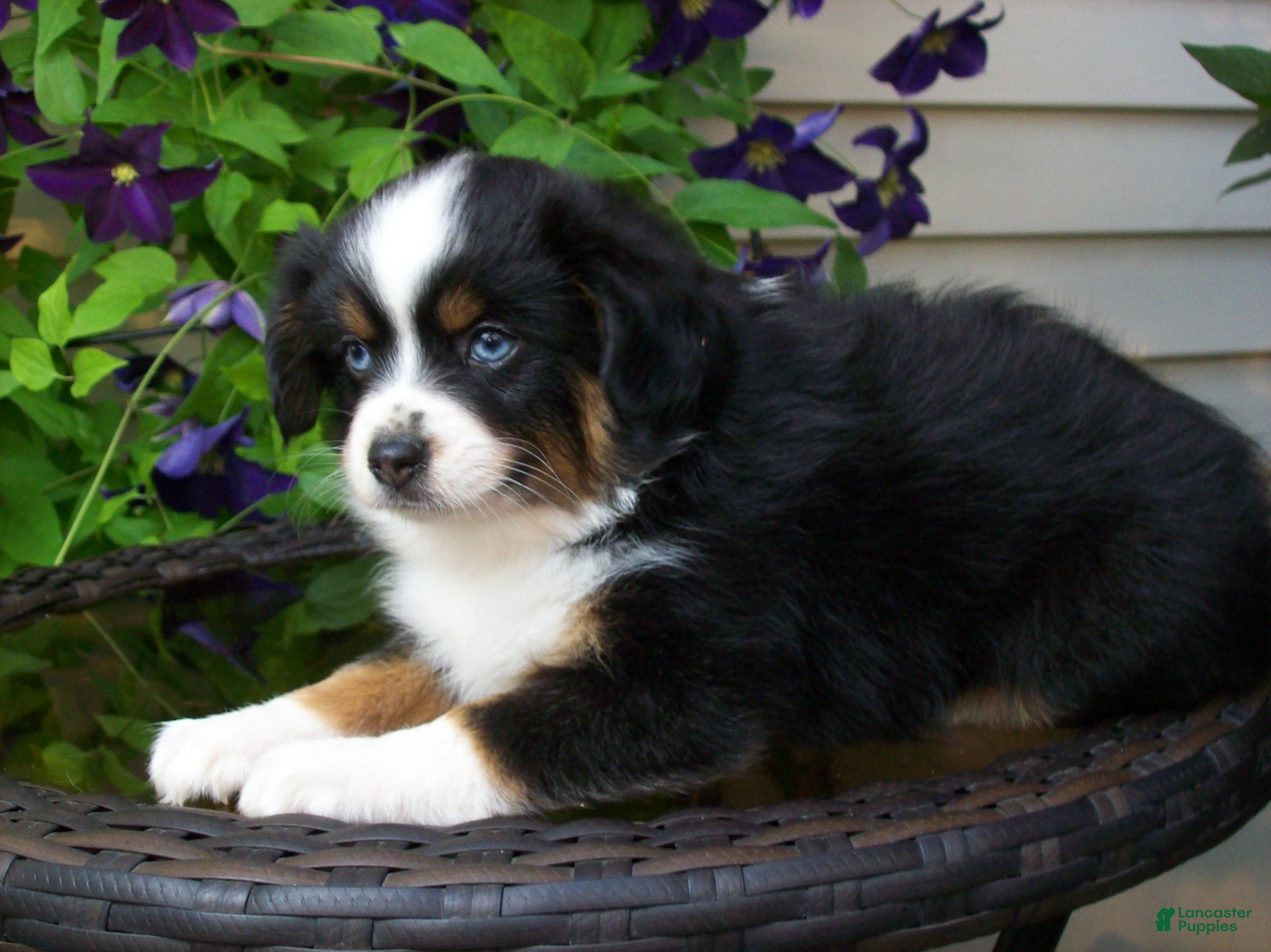 Miniature Australian Shepherd dogs Mindy - Ad 2