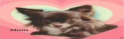 Chihuahua dogs for sale: AKC Lilac Boy #1 - Ad 4