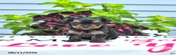 Yorkshire Terrier dogs for sale: Peanut  - Ad 4