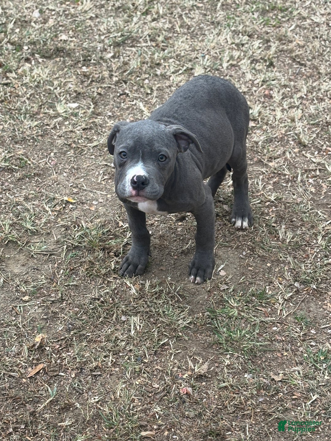 Mixed Breed dogs for sale: Bleu - Ad 4