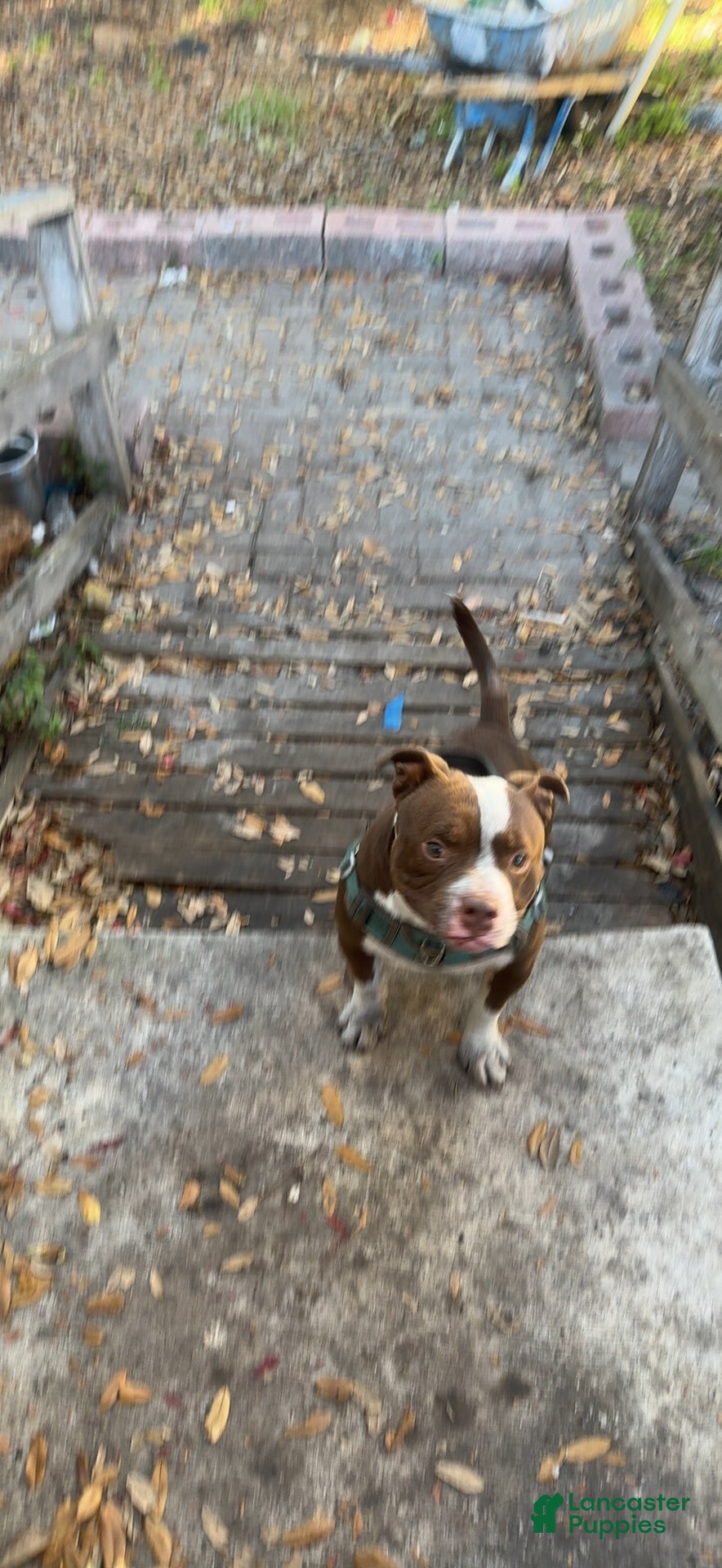 American Bully dogs Rocky - Ad 1