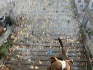 American Bully dogs Rocky - Ad 1