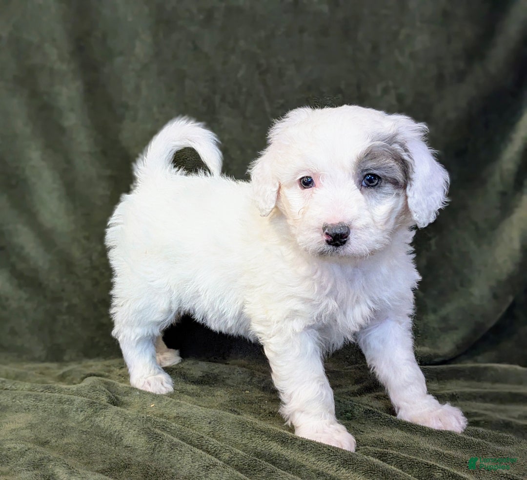 Mixed Breed dogs for sale: Bruce  - Ad 4