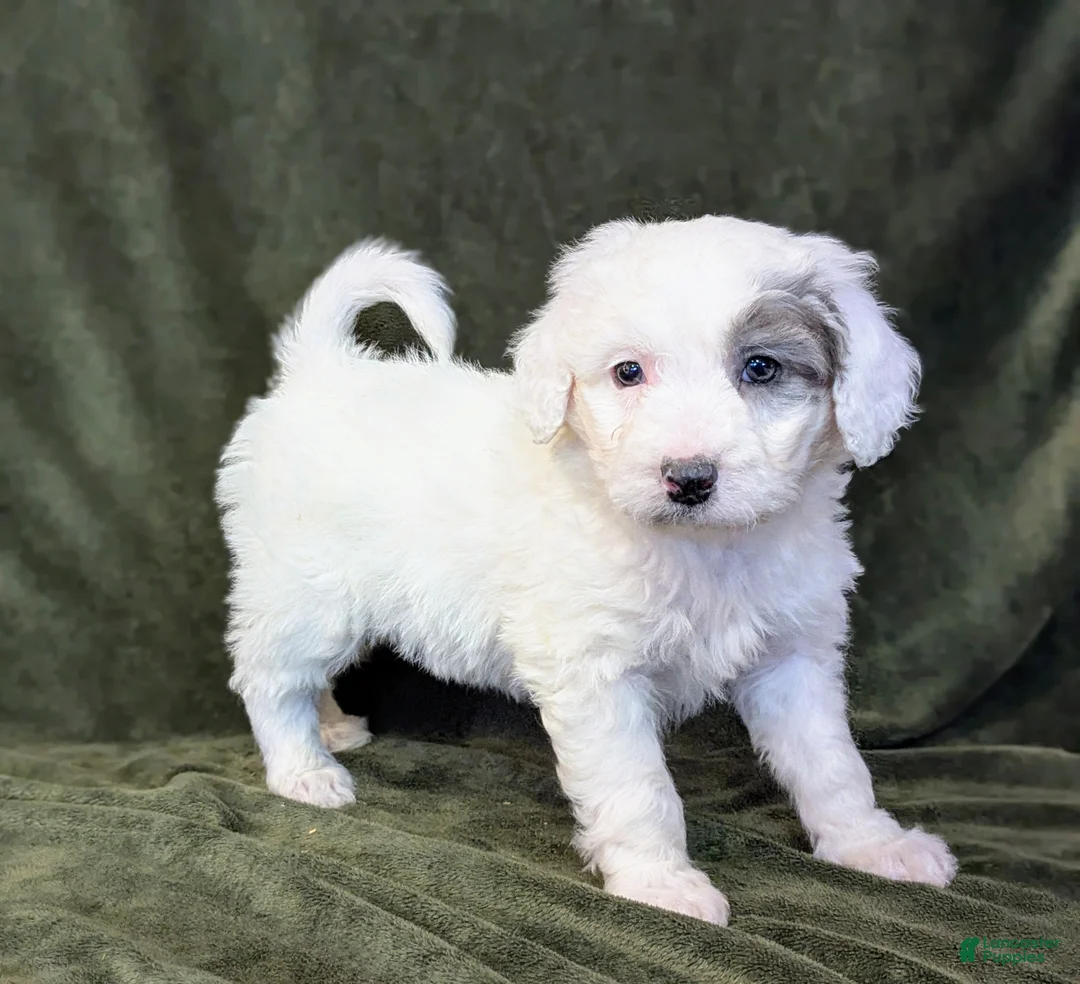 Mixed Breed dogs for sale: RoxAnn  - Ad 24