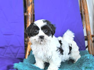 Shih Tzu dogs Frances - Ad 42