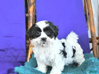 Shih Tzu dogs Frances - Ad 42