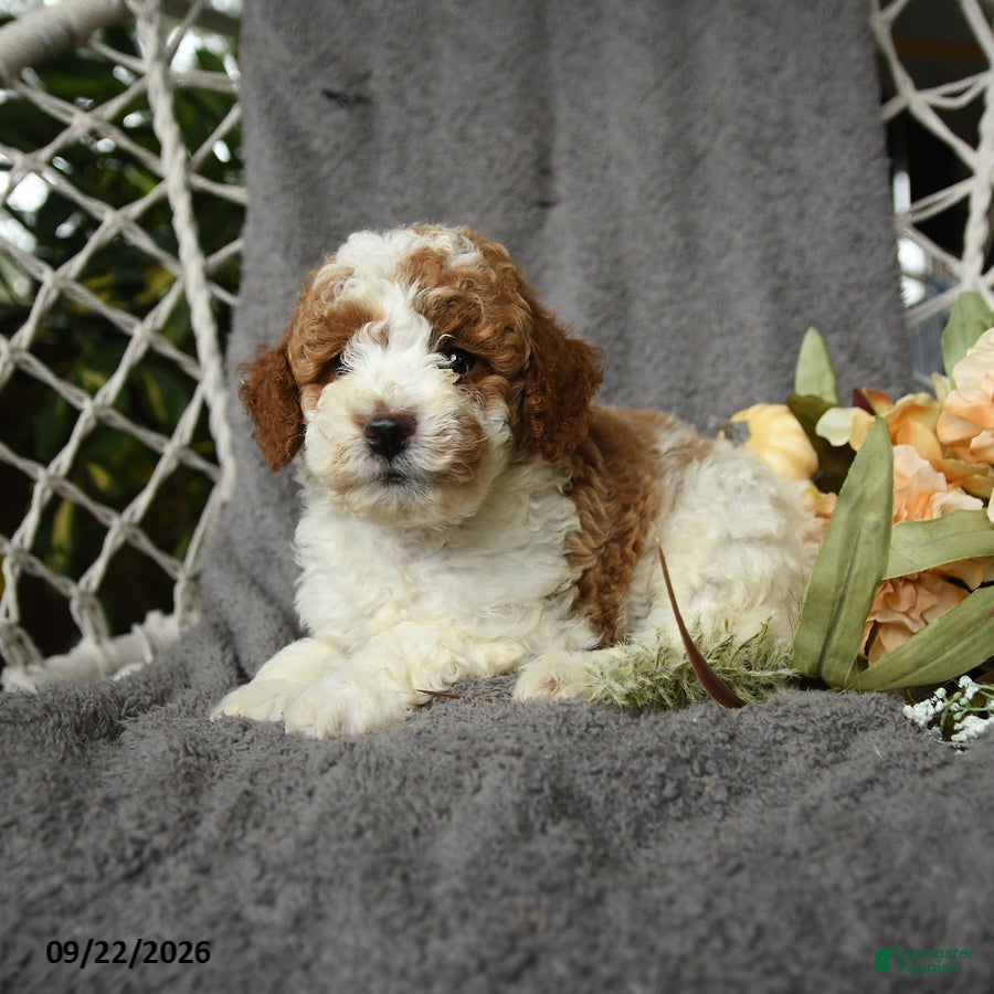 Goldendoodle dogs Hector - Ad 2