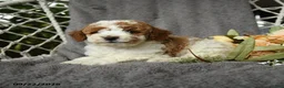Goldendoodle dogs for sale: Hector - Ad 2