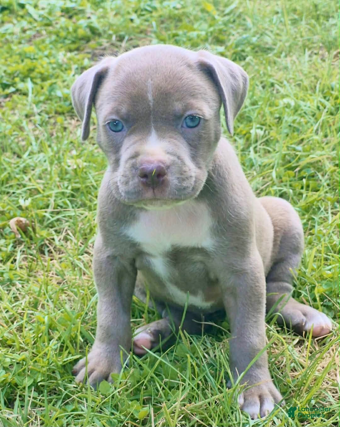 American Bully dogs Chanel - Ad 8