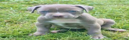 American Bully dogs for sale: Chanel - Ad 1