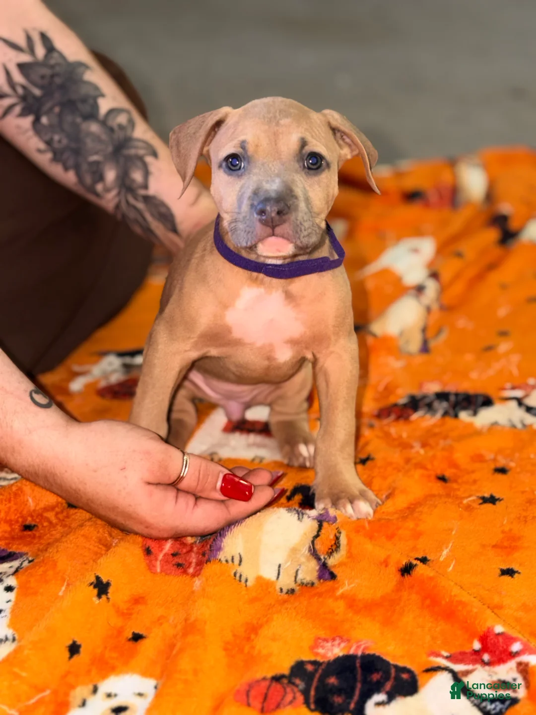 American Bully dogs for sale: American Bully 4 - Ad 2