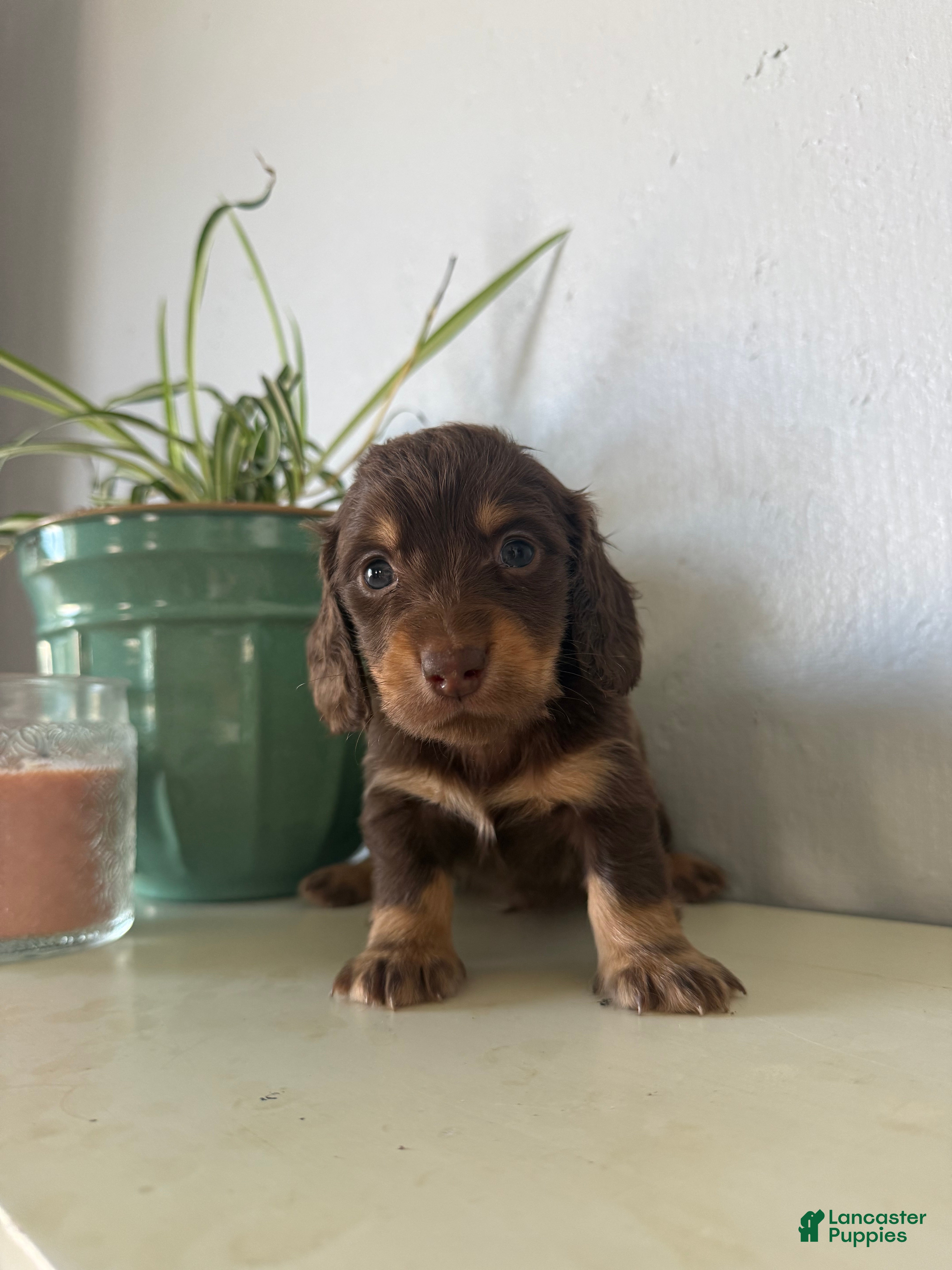 Miniature Dachshund dogs Willow - Ad 2