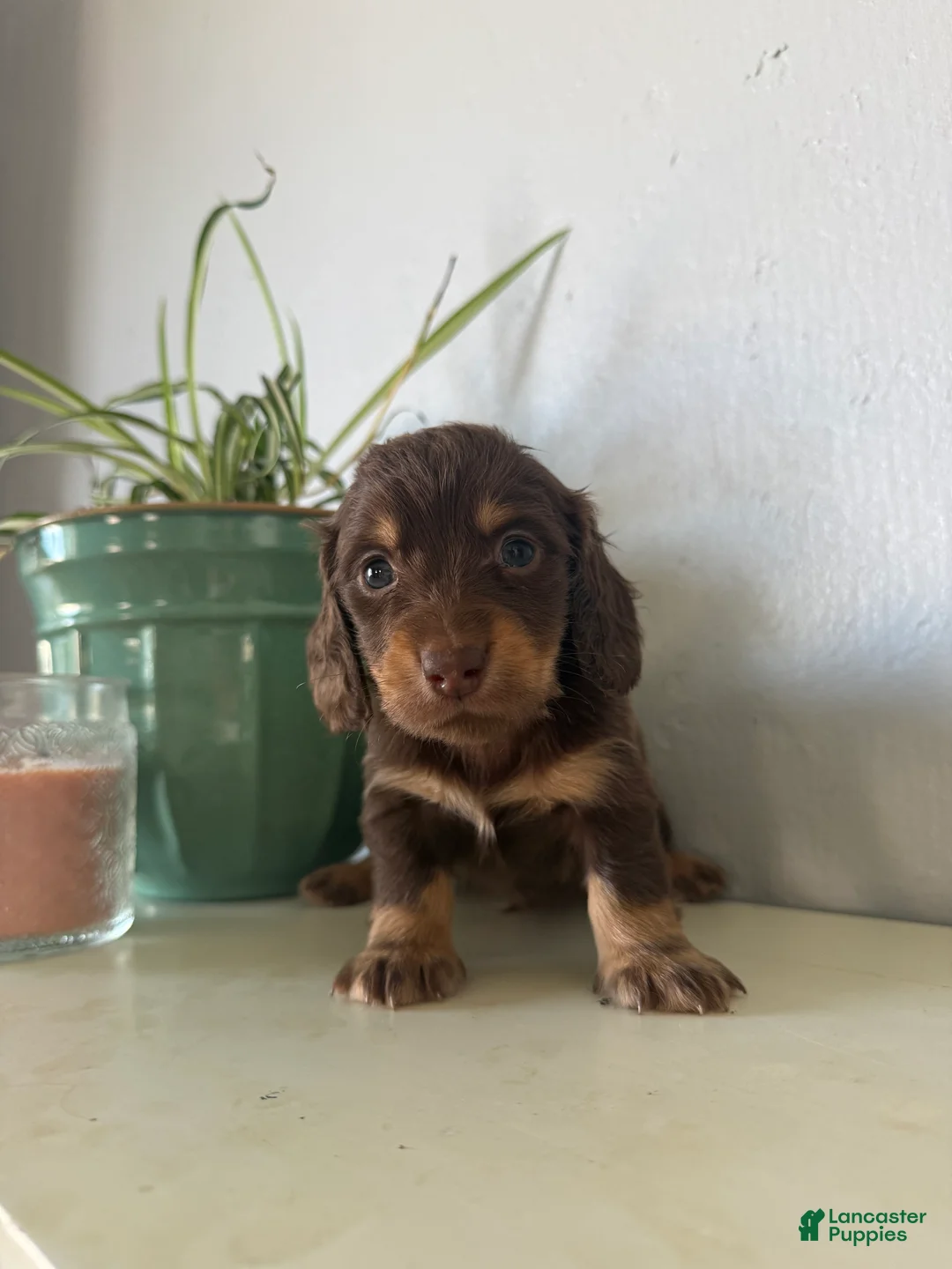 Miniature Dachshund dogs for sale: Willow - Ad 2