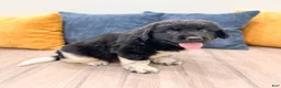 Newfoundland dogs for sale: Ruger - Ad 4