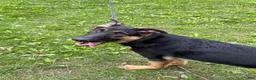 German Shepherd dogs for sale: Duke - Ad 8