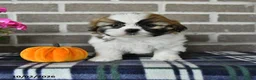 Shih Tzu dogs for sale: Caleb - Ad 1
