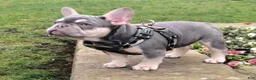 French Bulldog dogs for sale: Camile - Ad 1