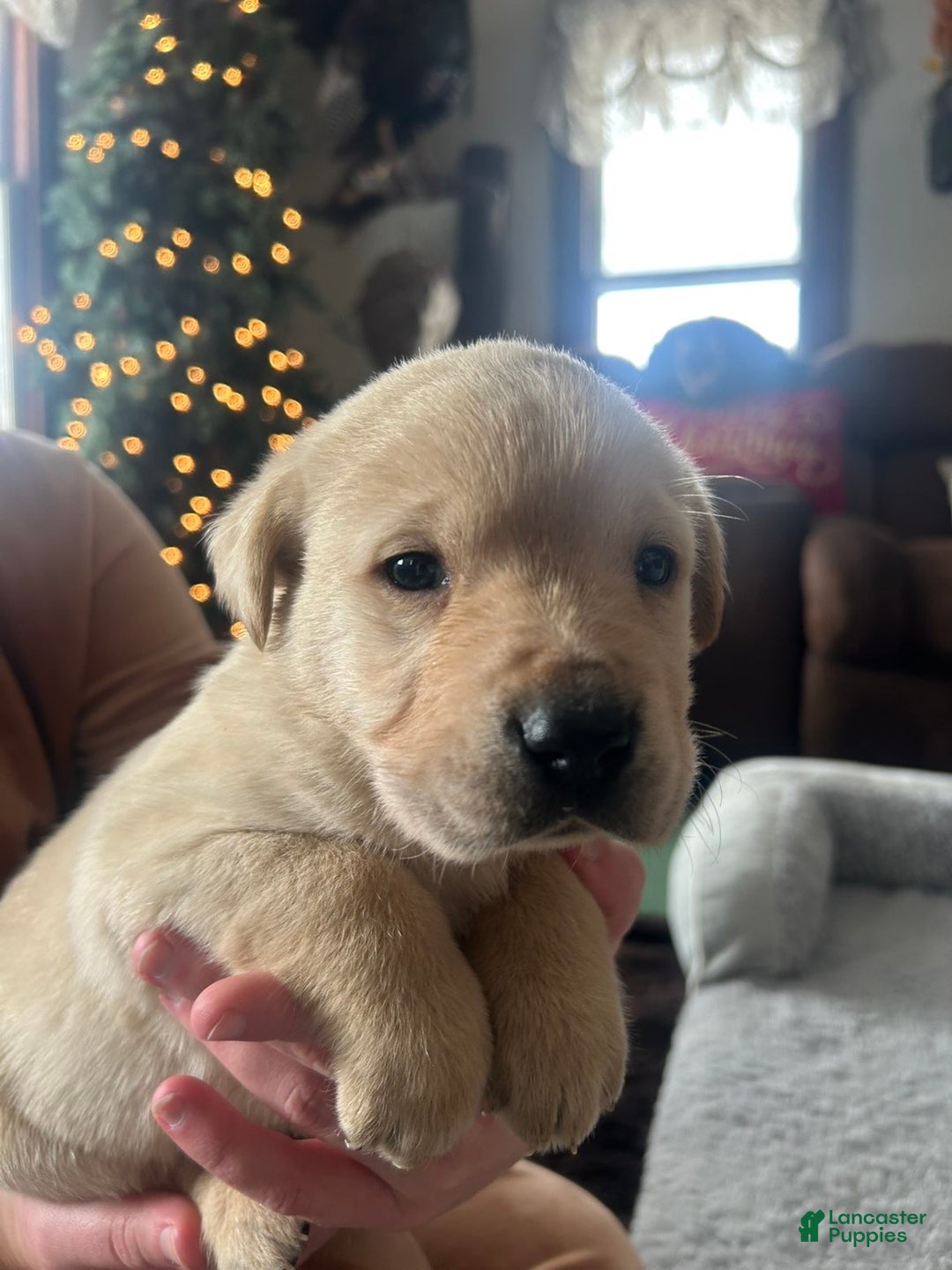 Labrador Retriever dogs for sale: Labrador Retriever Puppy 1 - Ad 2