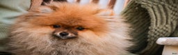 Pomeranian dogs for sale: Peyton - Ad 6