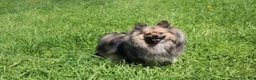 Pomeranian dogs for sale: Buttons  - Ad 13