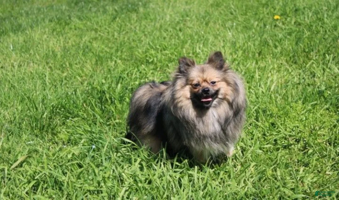 Pomeranian dogs for sale: Buttons  - Ad 13