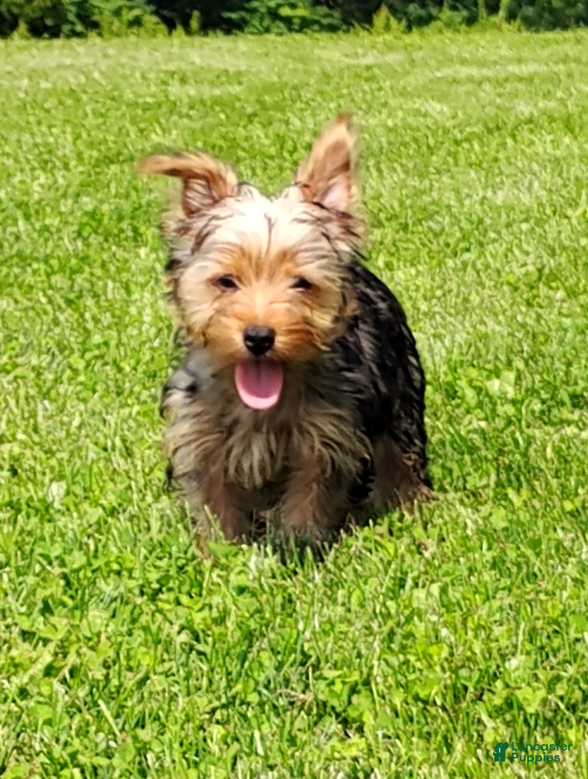 Yorkshire Terrier dogs Lilibet - Ad 1