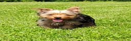 Yorkshire Terrier dogs for sale: Lilibet - Ad 1