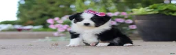 Toy Australian Shepherd dogs for sale: Rory - Ad 6