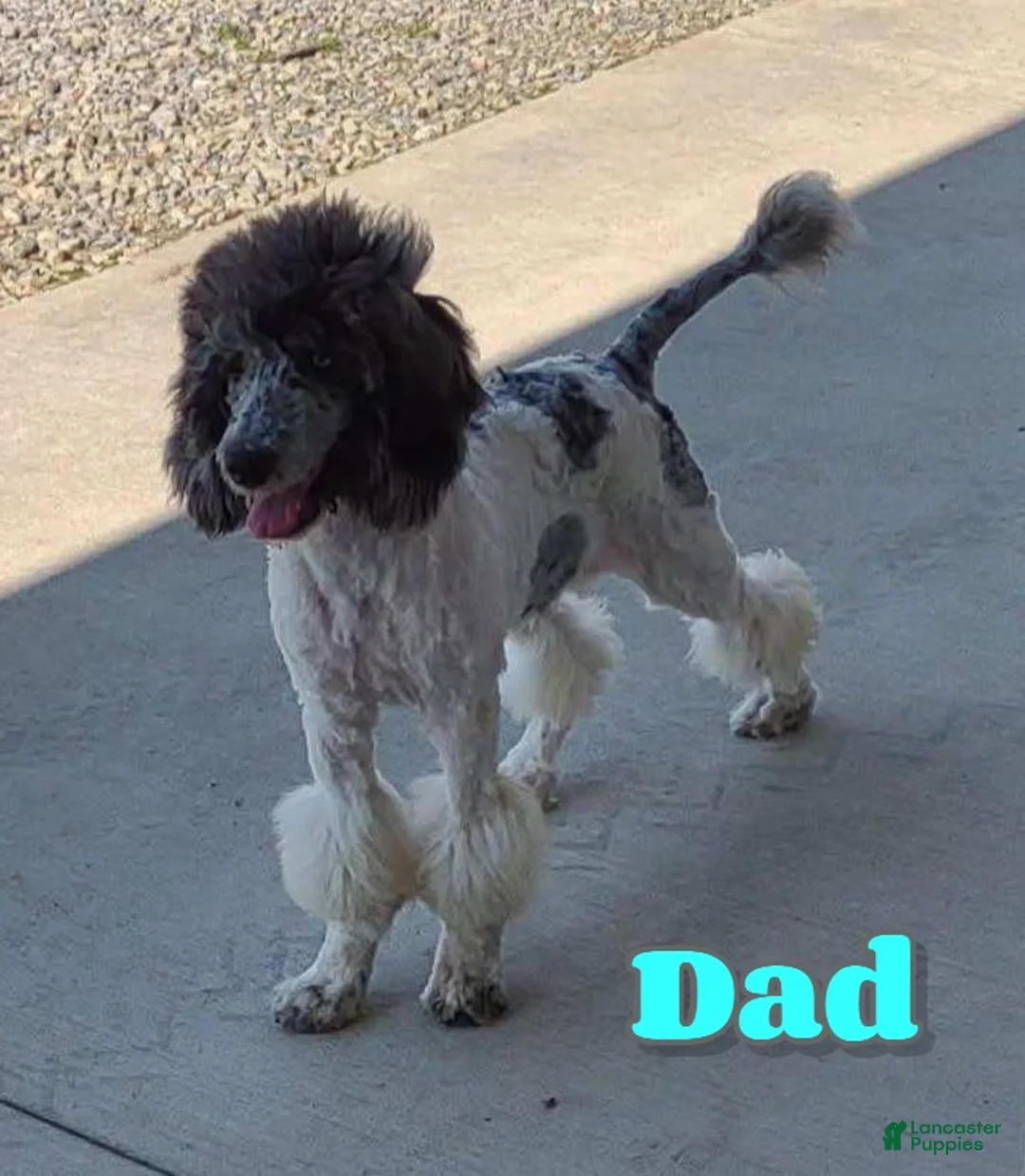 Goldendoodle dogs for sale: Marley - Ad 5