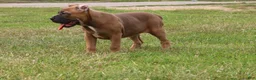 Cane Corso dogs for sale: Andromeda  - Ad 12