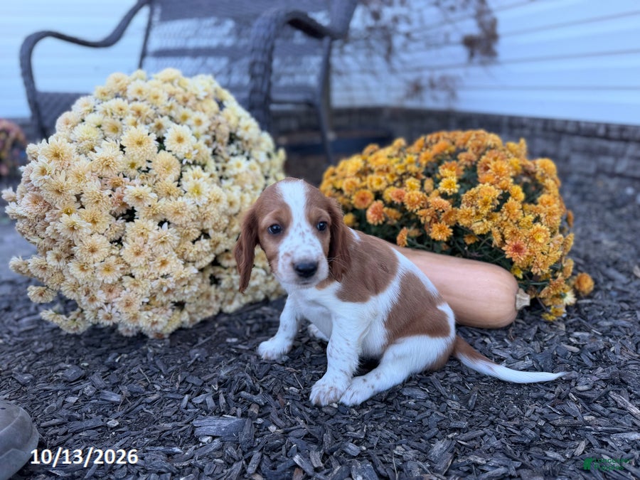 Welsh Springer Spaniel dogs for sale: Lemon - Ad 2