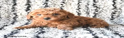 Toy Poodle dogs for sale: Olivia - Ad 3