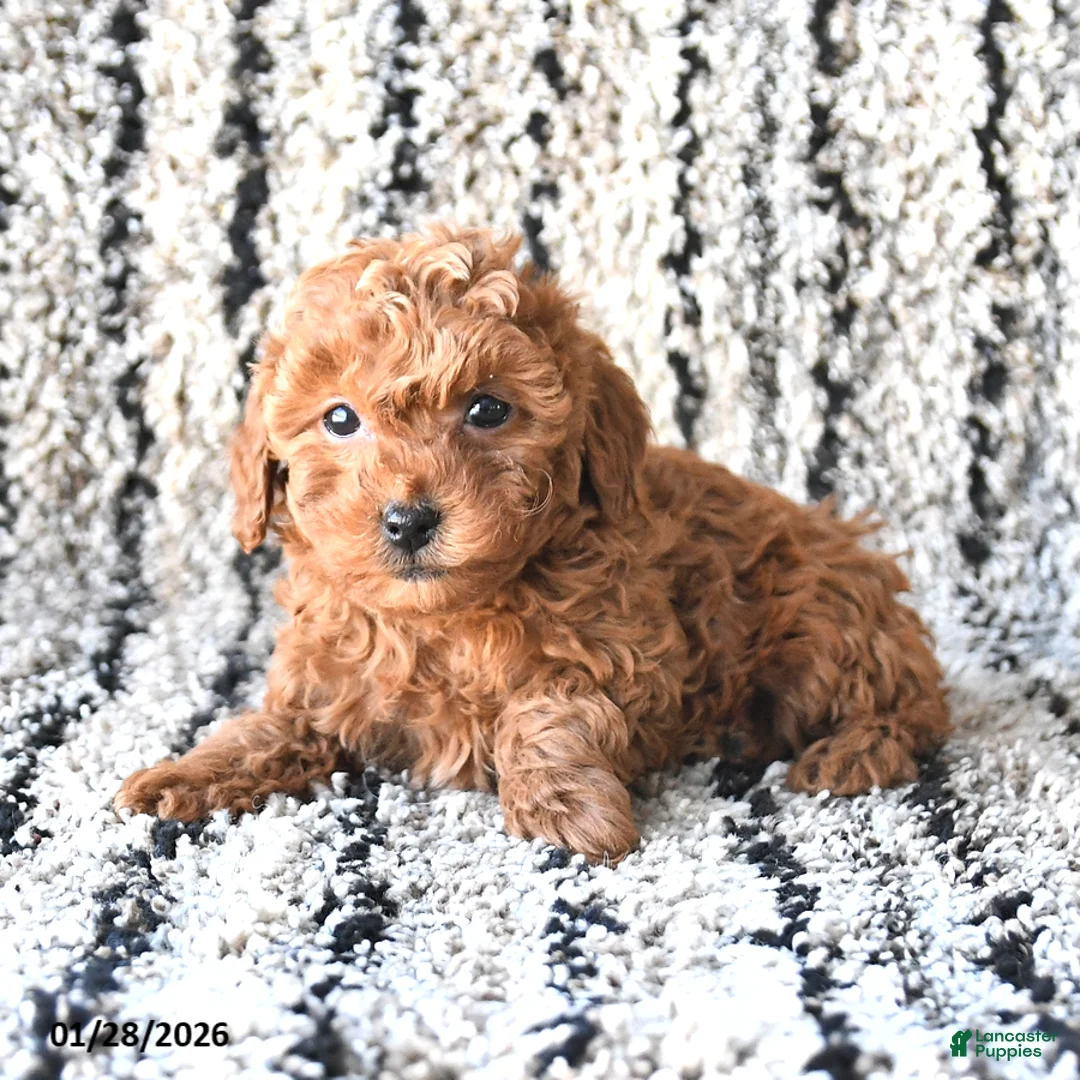 Toy Poodle dogs for sale: Olivia - Ad 3