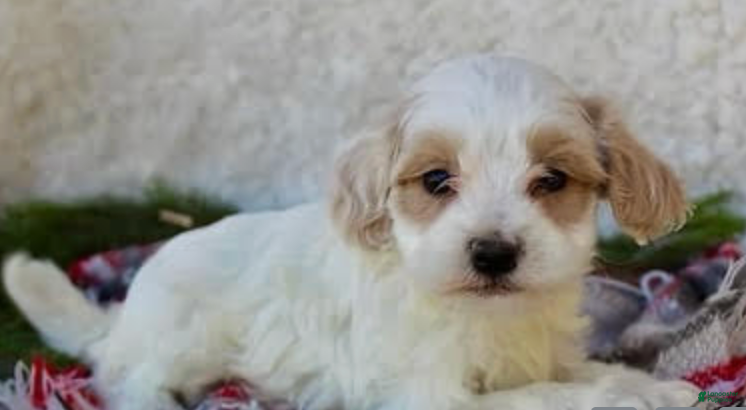 Maltipoo dogs Maltipoo Puppy 3 - Ad 1