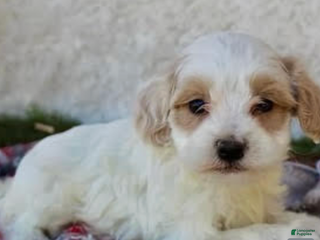 Maltipoo dogs Maltipoo Puppy 3 - Ad 35