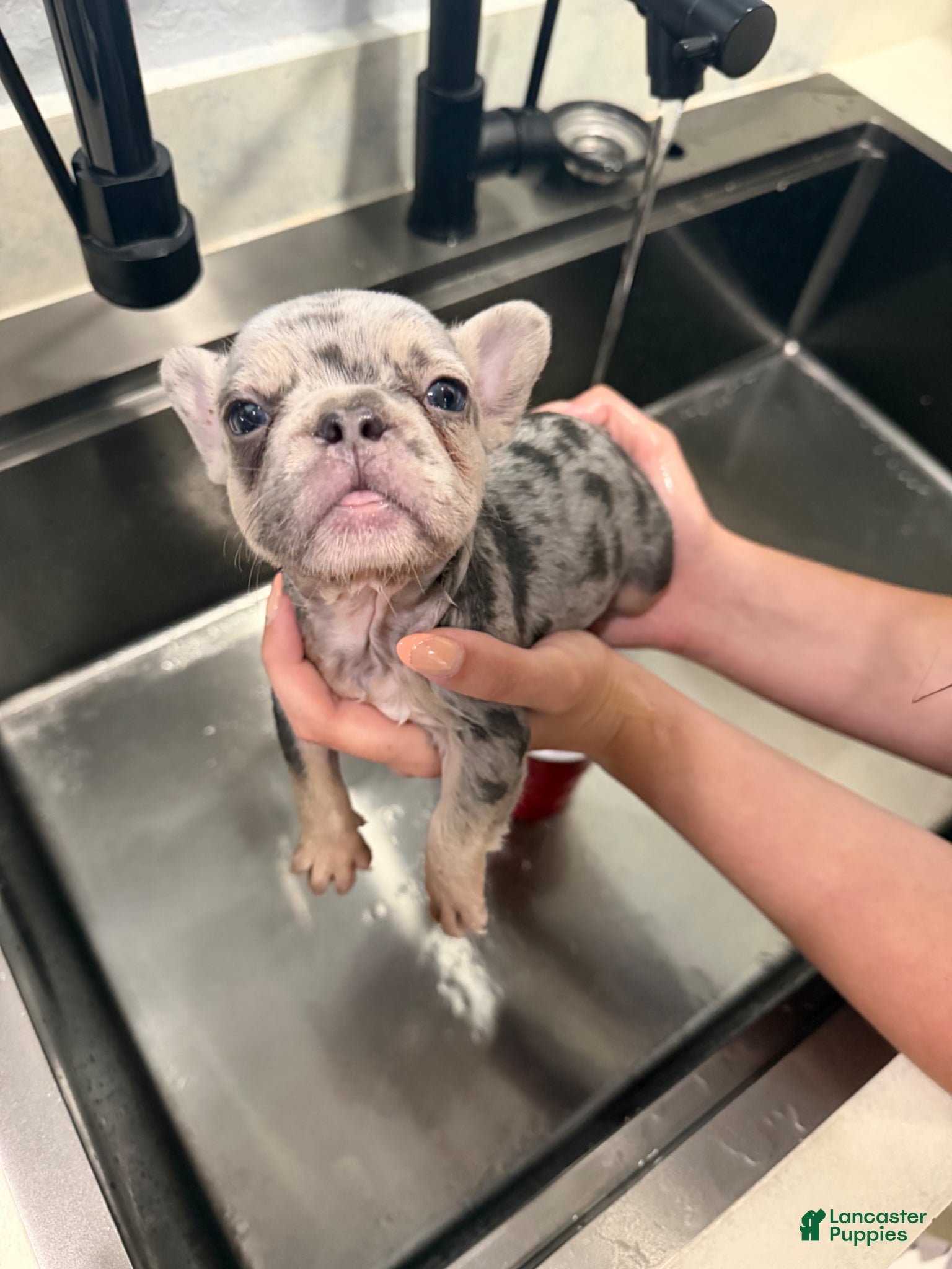 French Bulldog dogs French Bulldog Puppy 1 - Ad 28