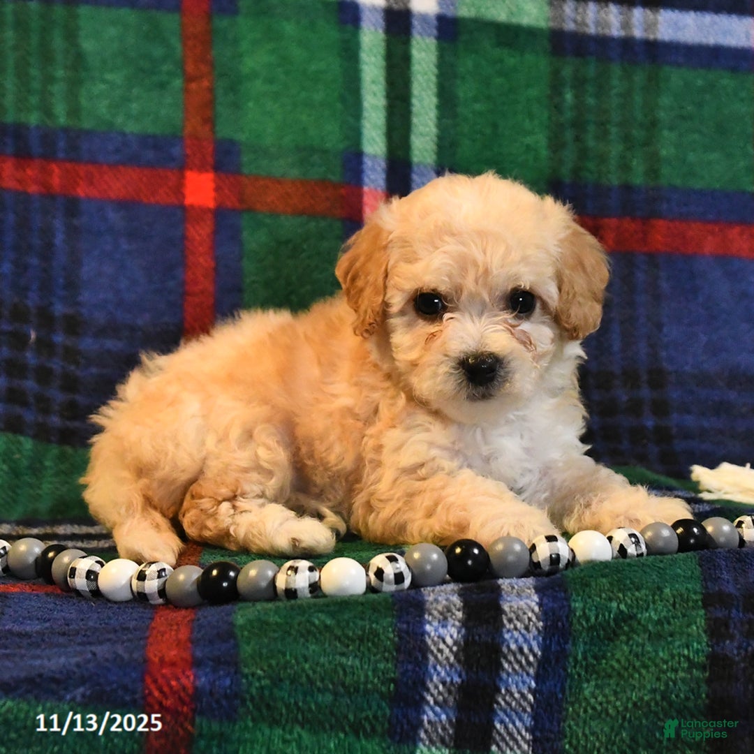Bichpoo dogs for sale: Tulip - Ad 8