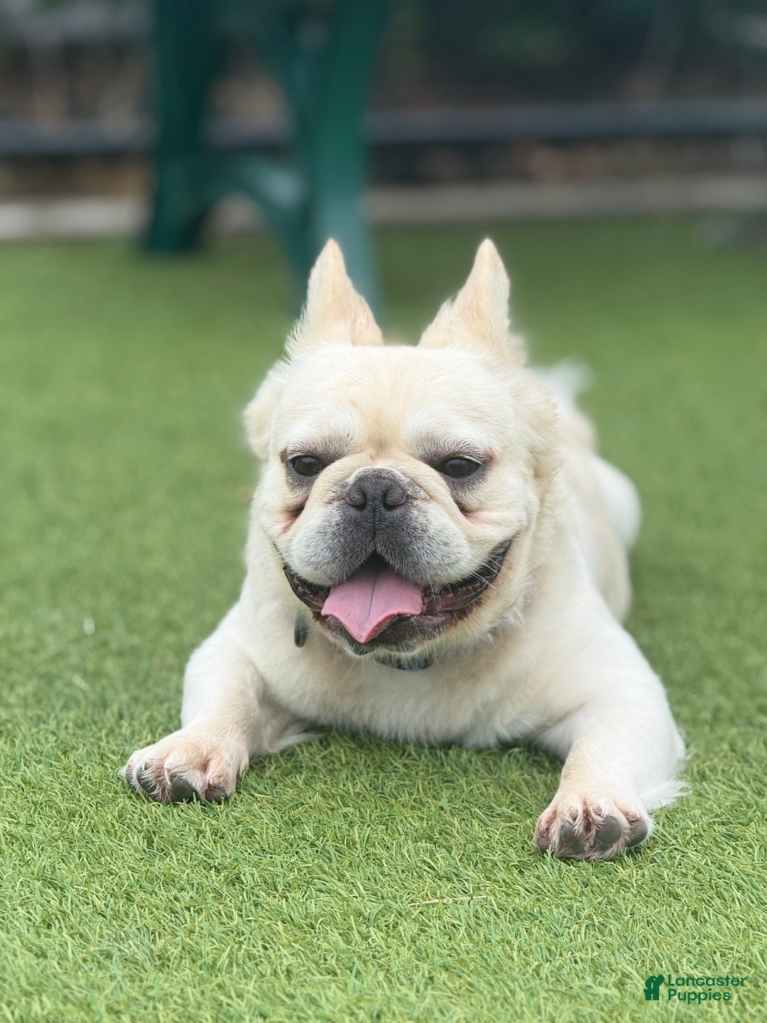 French Bulldog dogs for stud: Whiskey  - Ad 3