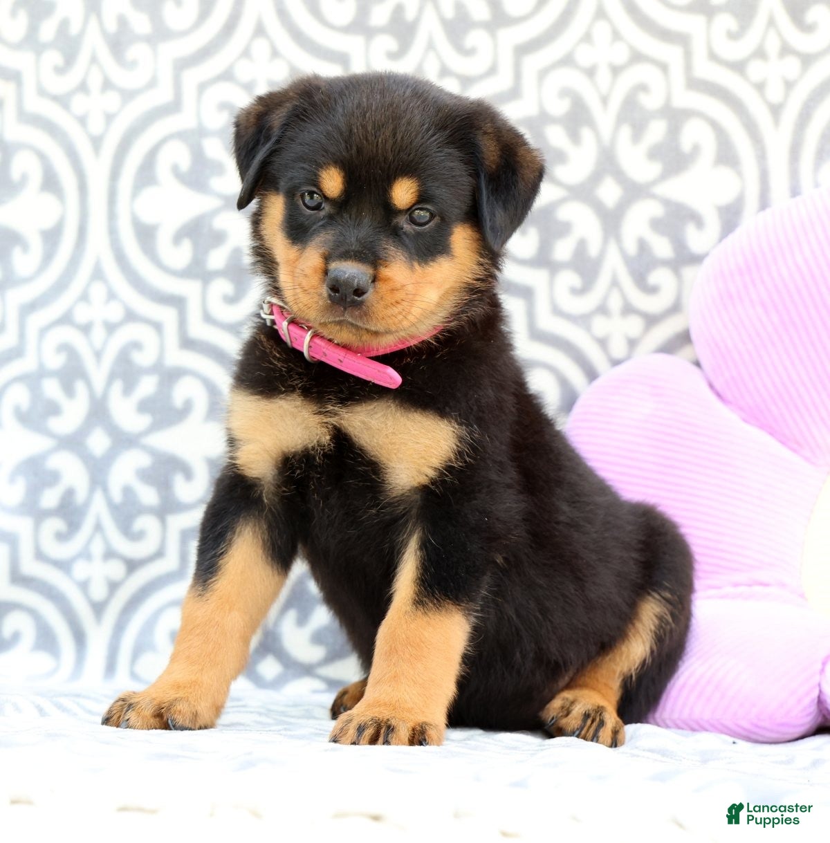 Rottweiler dogs Shirley - Ad 2