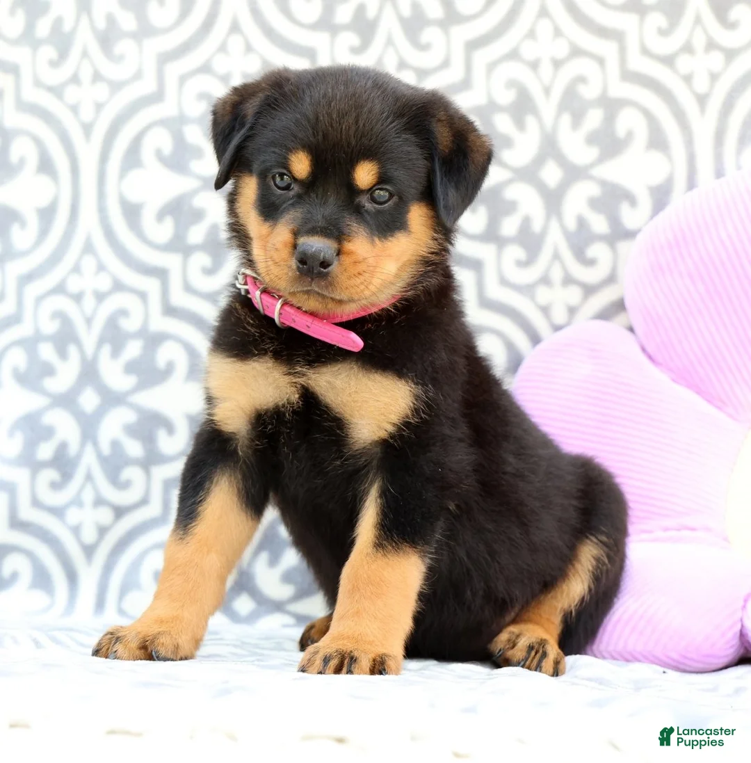 Rottweiler dogs for sale: Shirley - Ad 2