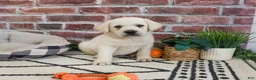 Labrador Retriever dogs for sale: Wilson  - Ad 2