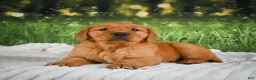 Golden Retriever dogs for sale: Jack - Ad 9