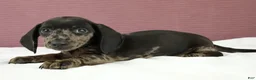 Miniature Dachshund dogs for sale: Gray 🩶 - Ad 6