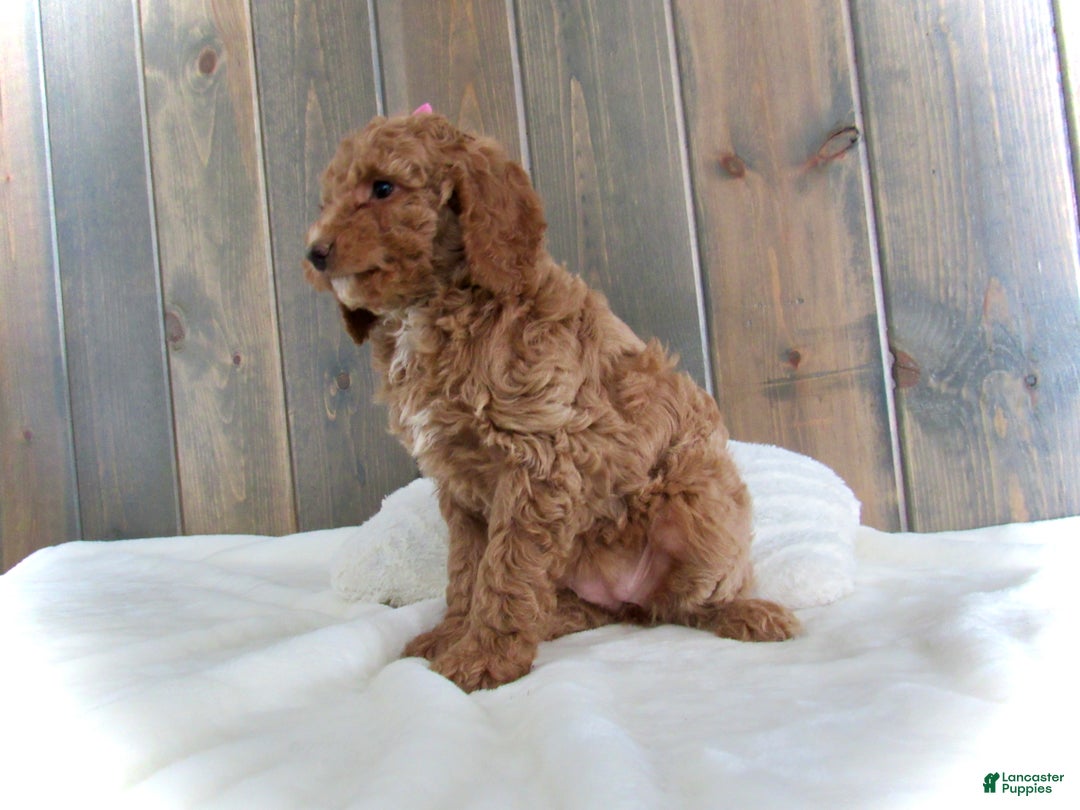 Mini Goldendoodle dogs for sale: Chloe - Ad 20