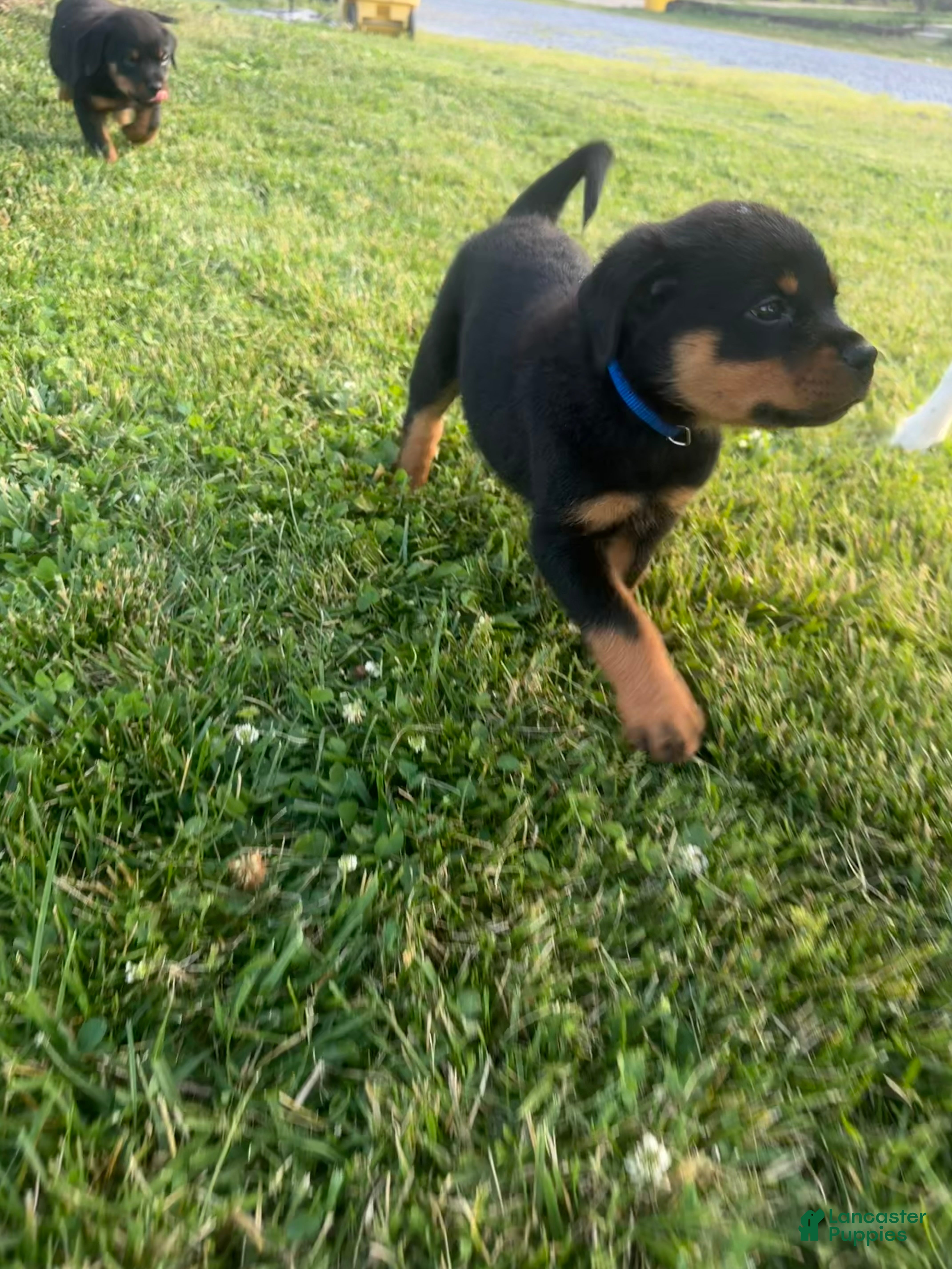 Rottweiler dogs Professor - Ad 41