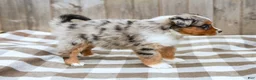 Australian Shepherd dogs for sale: Ranae - Ad 5