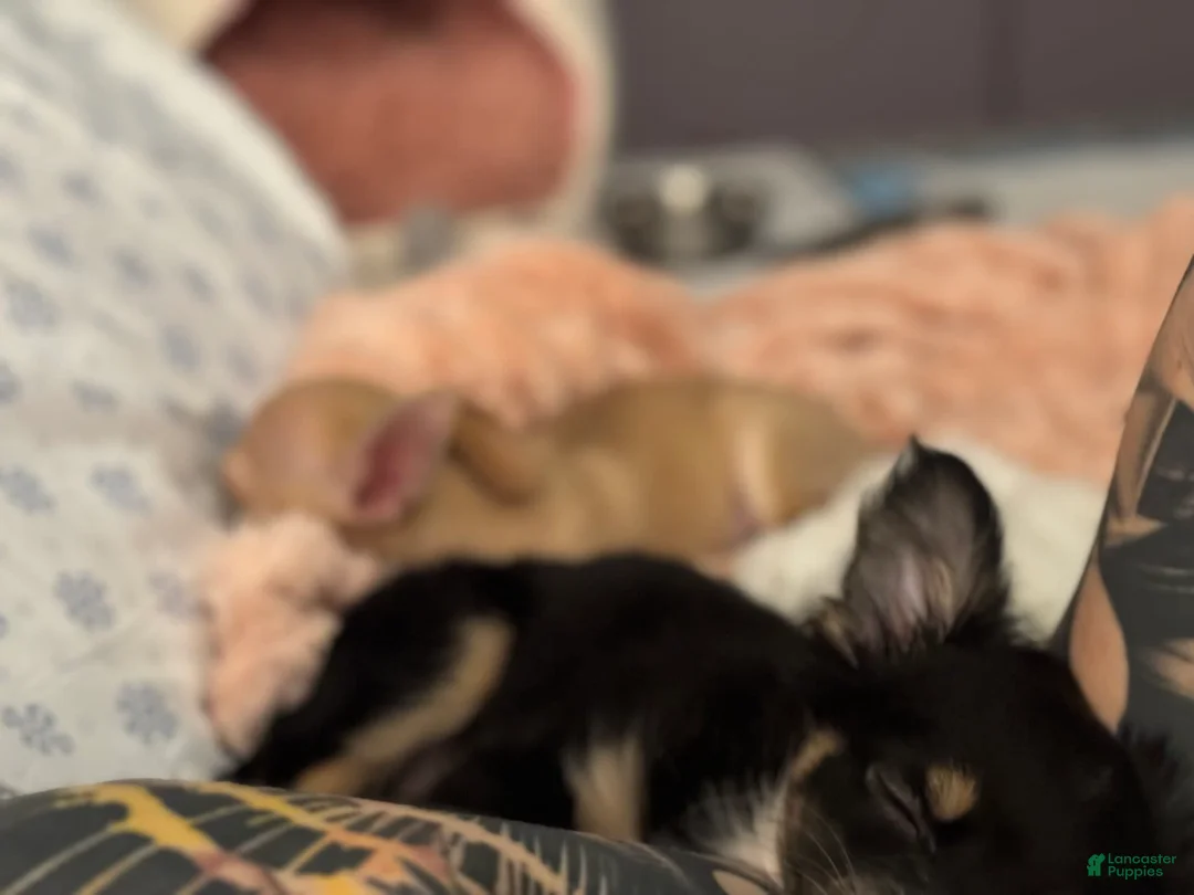 Gallery Image {{count}}